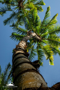 Coconut Tree in Sri Lanka 1