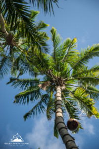 Coconut Tree in Sri Lanka