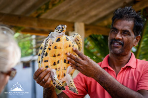 Turtle in Sri Lanka