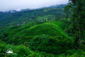 Tea Plantation in Upcountry Sri Lanka