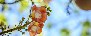 Sal Flower in Sri Lanka