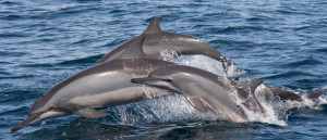 Dolphine in Sri Lanka