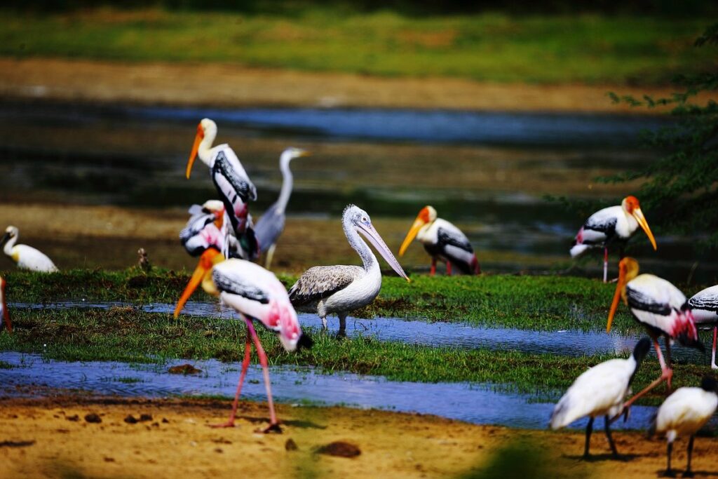 Kumana National Park | Blue Lanka Tours