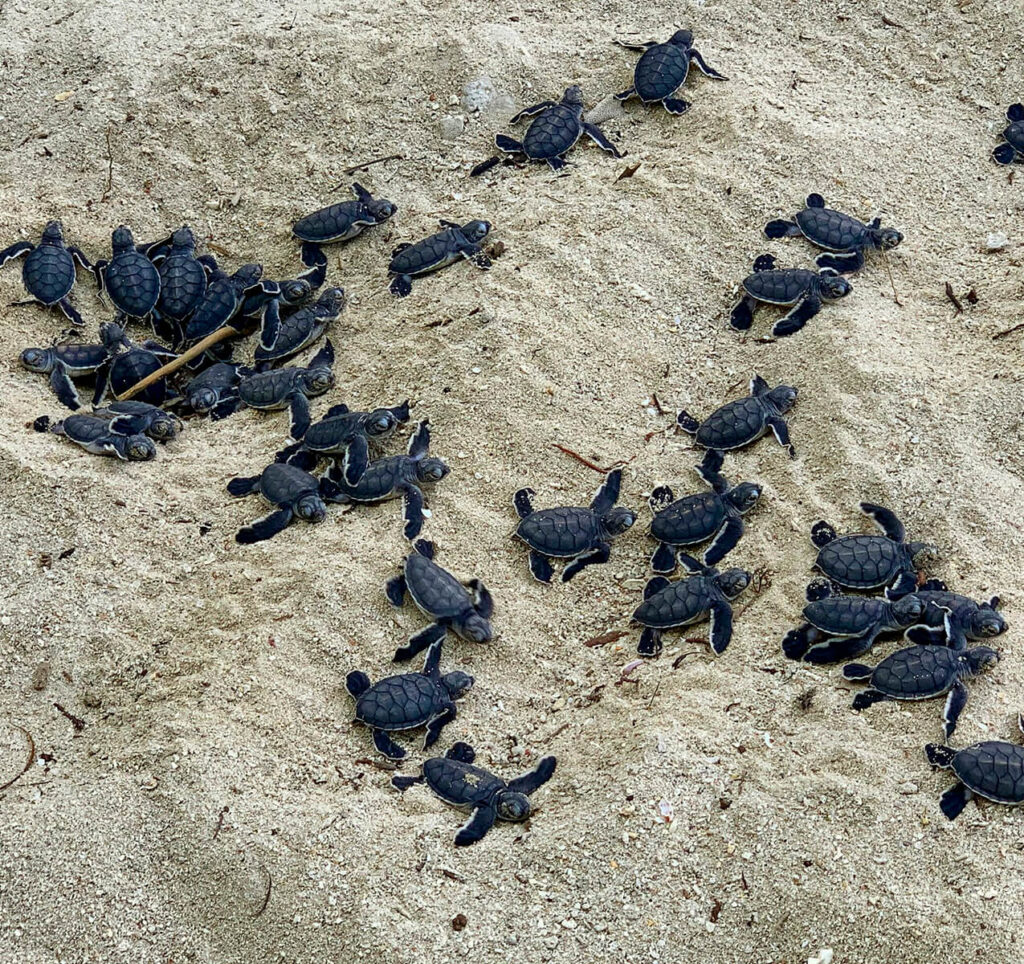 Turtle Hatchery