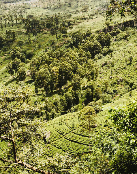Haputale Tea Plantations