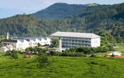 The Best Tea Plantations and Tea Factories to Visit in Sri Lanka