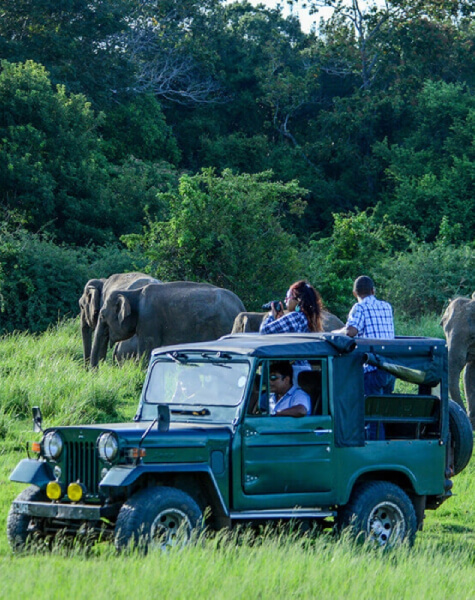 Safari in Yala