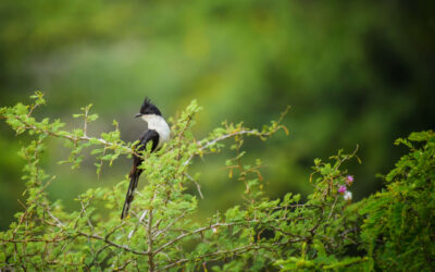 Makandawa Forest: The Lesser-Known Rainforest of Sri Lanka