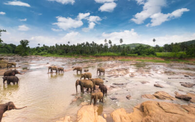 Sri Lanka Earns a Worthy Top 10 Spot on BBC’s 25 Best Places to Travel in 2025